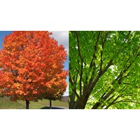 Phân tích đoạn trích Hai cây phong chọn lọc hay nhất