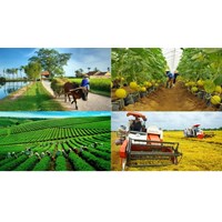 Hợp tác xã lập trước khi Luật Hợp tác xã 2023 có hiệu lực vẫn được hoạt động?