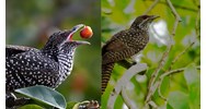 Phân tích Bức tranh thiên nhiên trong bài thơ Khi con tu hú hay nhất