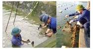 Mẫu kiểm tra cơ sở sản xuất, ương dưỡng giống thủy sản