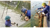 Mẫu kiểm tra cơ sở sản xuất, ương dưỡng giống thủy sản