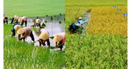 Giám đốc Quỹ Hỗ trợ nông dân có quyền quyết định cho vay không?