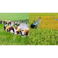 Giám đốc Quỹ Hỗ trợ nông dân có quyền quyết định cho vay không?