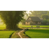 Cảm nhận về sự gắn bó của cây tre với đời sống con người Việt Nam