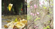 Cảm nhận hai câu thơ: Lá vàng rơi trên giấy, Ngoài trời mưa bụi bay