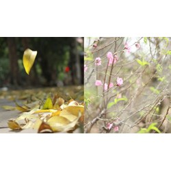 Cảm nhận hai câu thơ: Lá vàng rơi trên giấy, Ngoài trời mưa bụi bay