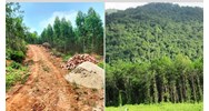 Nguyên tắc thực hiện việc giao rừng phòng hộ theo quy định mới