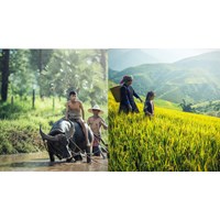 Tóm tắt Về thăm mẹ chọn lọc hay nhất - Ngữ văn lớp 6