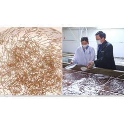 Thời gian duy trì điều kiện cơ sở sản xuất, ương dưỡng giống thủy sản