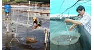 Trình tự cấp Giấy chứng nhận cơ sở đủ điều kiện sản xuất, ương dưỡng giống thủy sản