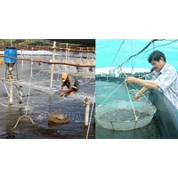 Trình tự cấp Giấy chứng nhận cơ sở đủ điều kiện sản xuất, ương dưỡng giống thủy sản