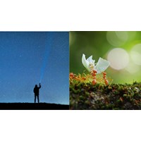 Phân tích Kiến và người chọn lọc hay nhất