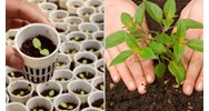 Quy định mới về việc kiểm tra chất lượng giống cây trồng nhập khẩu