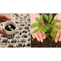 Quy định mới về việc kiểm tra chất lượng giống cây trồng nhập khẩu