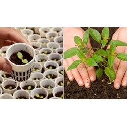 Quy định mới về việc kiểm tra chất lượng giống cây trồng nhập khẩu