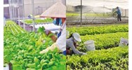 Các hoạt động của ngân hàng hợp tác xã từ ngày 01/7/2024 bao gồm?