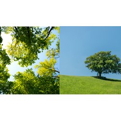 Cảm nhận về bài thơ Lời của cây chọn lọc hay nhất