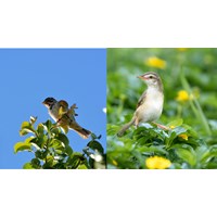Phân tích bài thơ Con chim chiền chiện của Huy Cận chọn lọc hay nhất
