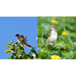 Phân tích bài thơ Con chim chiền chiện của Huy Cận chọn lọc hay nhất