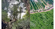 Thời gian thực hiện phương án quản lý rừng bền vững tối đa là bao lâu?