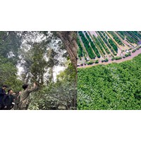 Thời gian thực hiện phương án quản lý rừng bền vững tối đa là bao lâu?