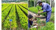Điều kiện của tổ chức, cá nhân sản xuất giống cây trồng lâm nghiệp