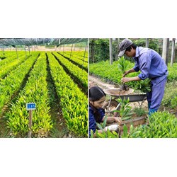 Điều kiện của tổ chức, cá nhân sản xuất giống cây trồng lâm nghiệp