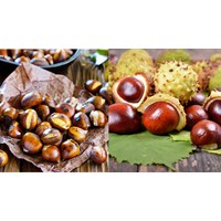 Phân tích tác phẩm Mùa thu về Trùng Khánh nghe hạt dẻ hát