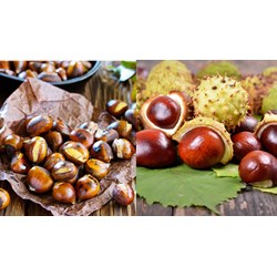 Phân tích tác phẩm Mùa thu về Trùng Khánh nghe hạt dẻ hát