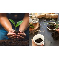 Đối tượng được hỗ trợ đầu tư cơ sở sản xuất giống cây trồng lâm nghiệp từ 15/7/2024