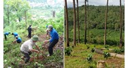 Phải trồng rừng thay thế khi chuyển mục đích sử dụng rừng sang mục đích khác?