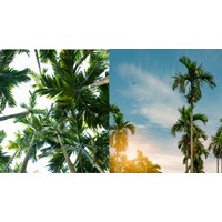 Phân tích tác phẩm Bài học từ cây cau chọn lọc hay nhất