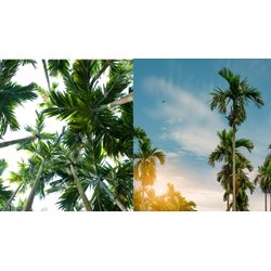 Phân tích tác phẩm Bài học từ cây cau chọn lọc hay nhất