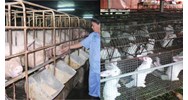 Nội dung thu thập, bảo tồn, khai thác và phát triển nguồn gen giống vật nuôi