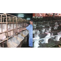 Nội dung thu thập, bảo tồn, khai thác và phát triển nguồn gen giống vật nuôi