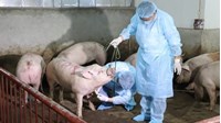 Thông tư về sự lây lan và tỷ lệ chết của bệnh dịch tả lợn ra sao?