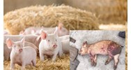 Quy định về độ tuổi mắc và môi trường lây lan của Dịch tả lợn ở Lợn
