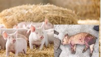Quy định về độ tuổi mắc và môi trường lây lan của Dịch tả lợn ở Lợn