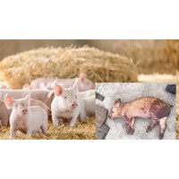 Quy định về độ tuổi mắc và môi trường lây lan của Dịch tả lợn ở Lợn