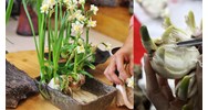 Tóm tắt Cách gọt củ hoa thuỷ tiên chọn lọc hay nhất