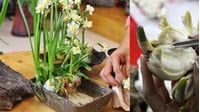 Tóm tắt Cách gọt củ hoa thuỷ tiên chọn lọc hay nhất