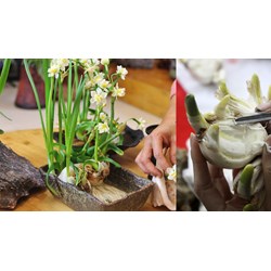 Tóm tắt Cách gọt củ hoa thuỷ tiên chọn lọc hay nhất