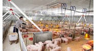Chăn nuôi trang trại mấy đơn vị vật nuôi được coi là chăn nuôi quy mô vừa?