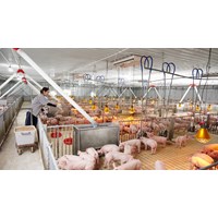 Chăn nuôi trang trại mấy đơn vị vật nuôi được coi là chăn nuôi quy mô vừa?