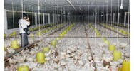 Điều kiện cần phải đáp ứng khi chăn nuôi trang trại quy mô vừa?