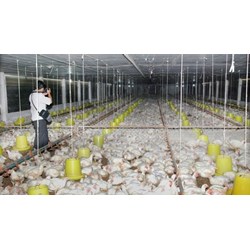 Điều kiện cần phải đáp ứng khi chăn nuôi trang trại quy mô vừa?