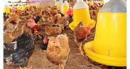 Các tỉnh quy định thành các vùng xác định mật độ chăn nuôi ra sao?