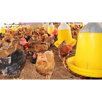 Các tỉnh quy định thành các vùng xác định mật độ chăn nuôi ra sao?