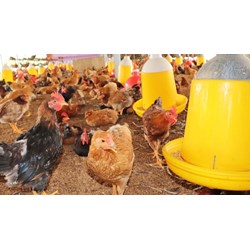 Các tỉnh quy định thành các vùng xác định mật độ chăn nuôi ra sao?