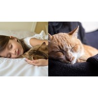 Phân tích tác phẩm Một con mèo nằm ngủ trên ngực tôi siêu hay